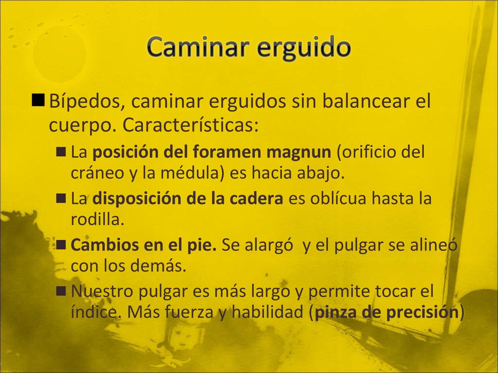 Caminar erguido Bípedos, caminar erguidos sin balancear el cuerpo. Características: