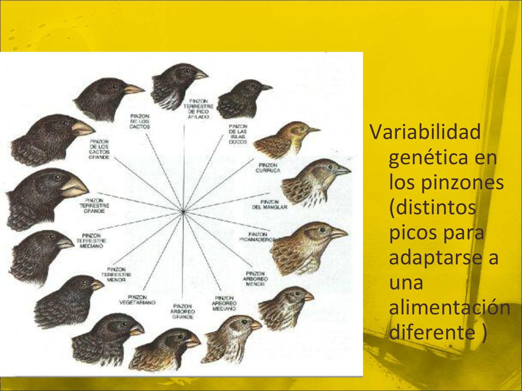 Variabilidad genética en los pinzones (distintos picos para adaptarse a una alimentación diferente )