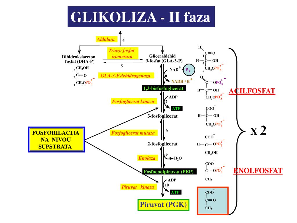 GLIKOLIZA - II faza X 2 ACILFOSFAT ENOLFOSFAT Piruvat (PGK)