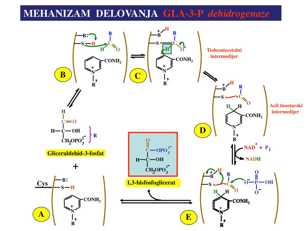∫ ∫ MEHANIZAM DELOVANJA GLA-3-P dehidrogenaze + B C , , D , A , E , ,
