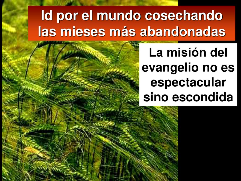 Id por el mundo cosechando las mieses más abandonadas
