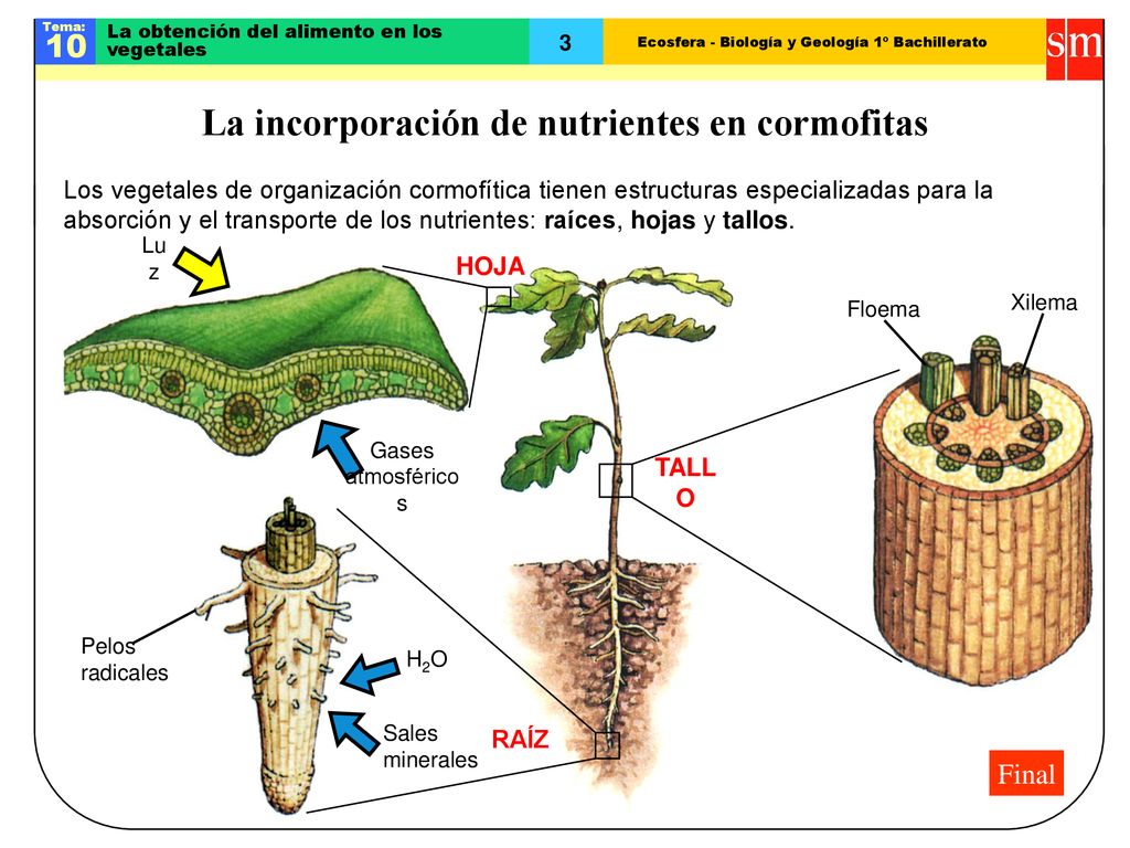 La incorporación de nutrientes en cormofitas