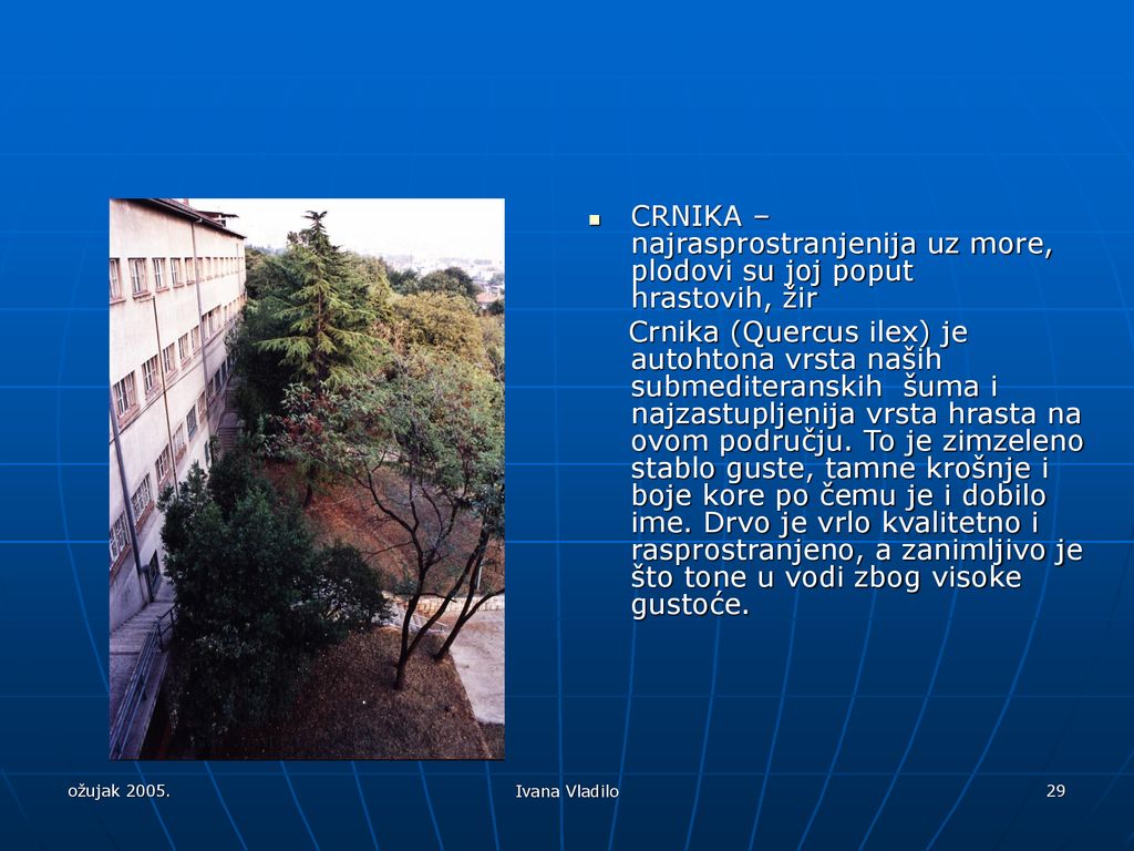 CRNIKA – najrasprostranjenija uz more, plodovi su joj poput hrastovih, žir