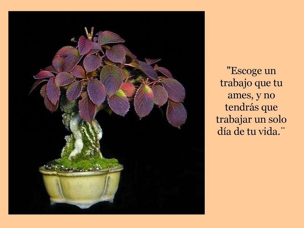Escoge un trabajo que tu ames, y no tendrás que trabajar un solo día de tu vida.¨