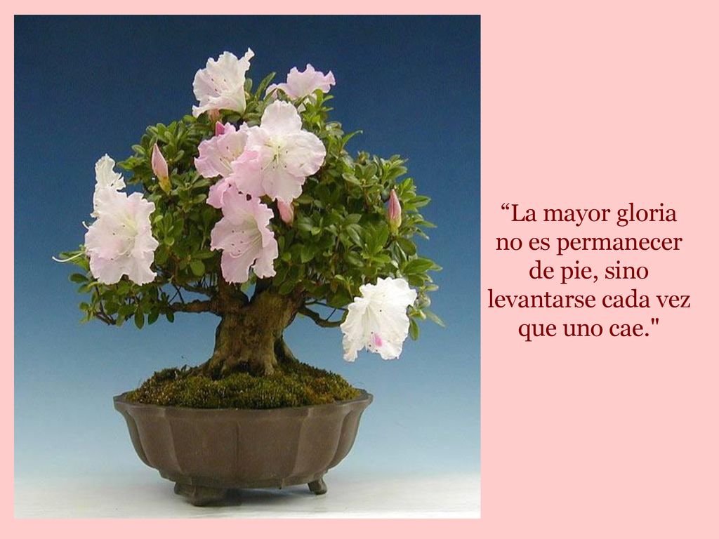 La mayor gloria no es permanecer de pie, sino levantarse cada vez que uno cae.