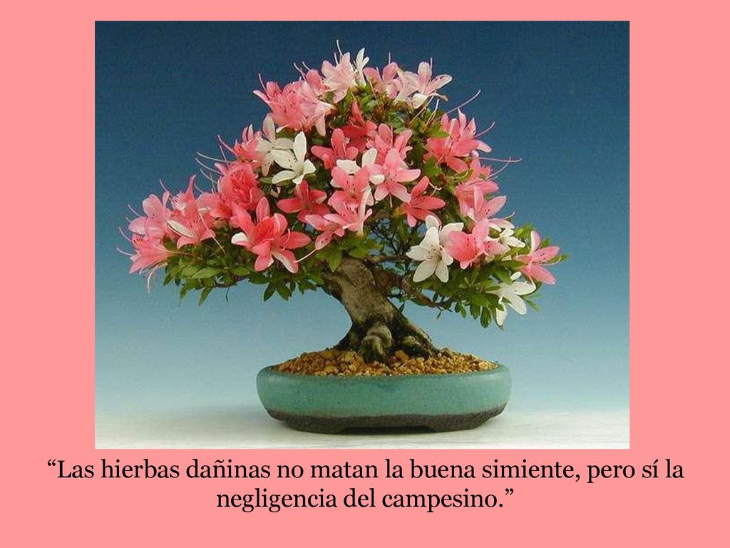 Las hierbas dañinas no matan la buena simiente, pero sí la negligencia del campesino.