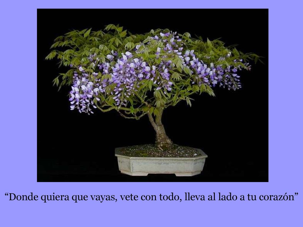 Donde quiera que vayas, vete con todo, lleva al lado a tu corazón