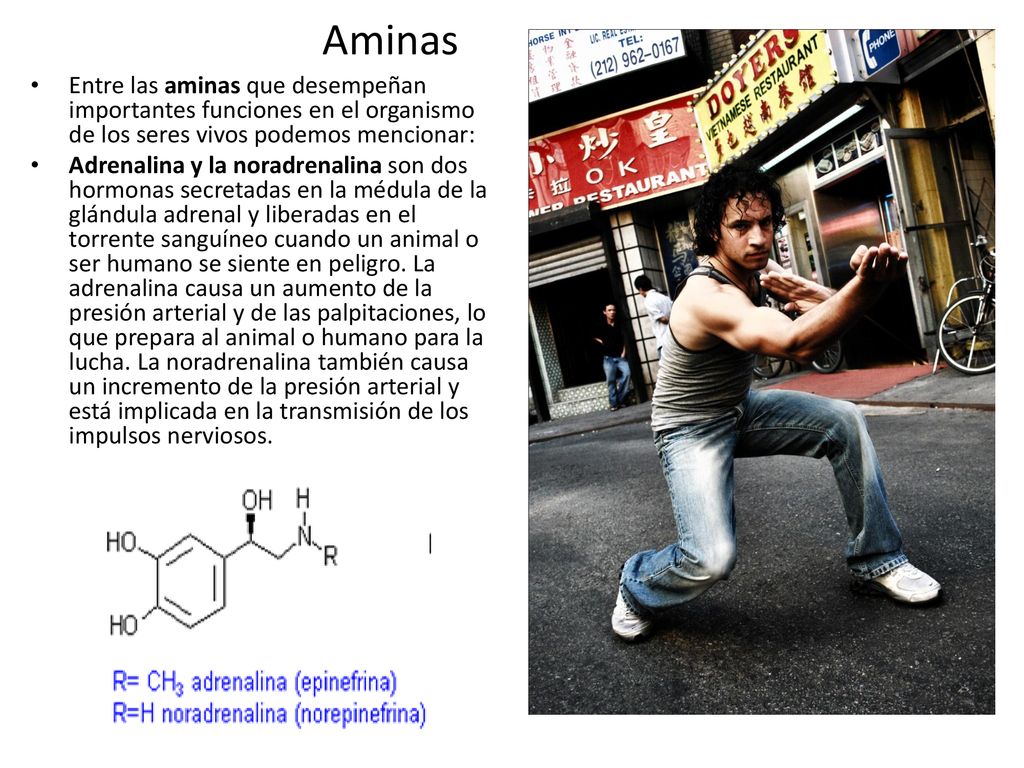Aminas Entre las aminas que desempeñan importantes funciones en el organismo de los seres vivos podemos mencionar: