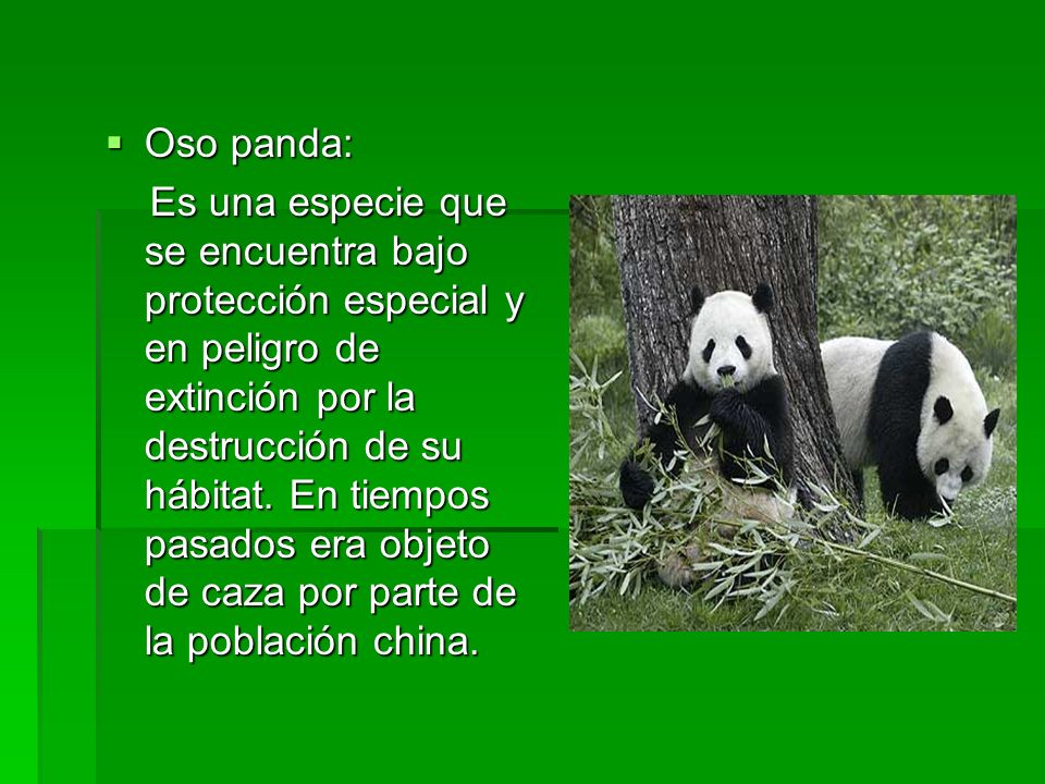 Oso panda: