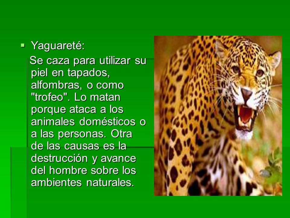 Yaguareté: