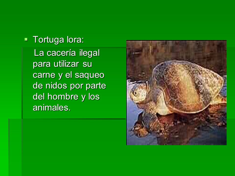 Tortuga lora: La cacería ilegal para utilizar su carne y el saqueo de nidos por parte del hombre y los animales.