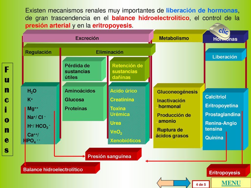 Existen mecanismos renales muy importantes de liberación de hormonas, de gran trascendencia en el balance hidroelectrolítico, el control de la presión arterial y en la eritropoyesis.
