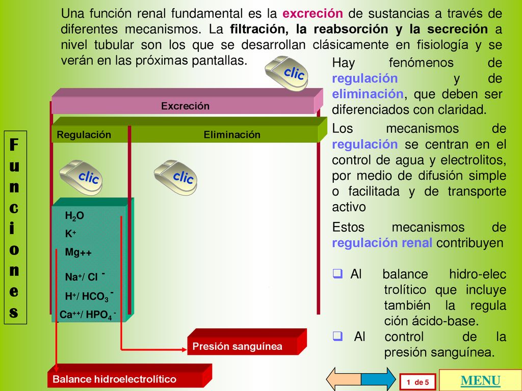 Una función renal fundamental es la excreción de sustancias a través de diferentes mecanismos. La filtración, la reabsorción y la secreción a nivel tubular son los que se desarrollan clásicamente en fisiología y se verán en las próximas pantallas.