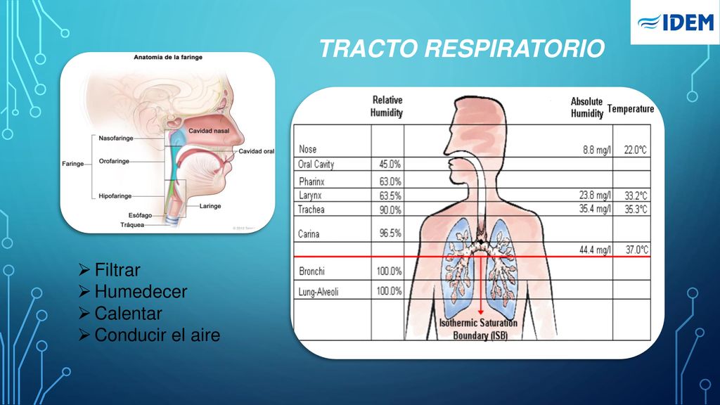 TRACTO RESPIRATORIO Filtrar Humedecer Calentar Conducir el aire