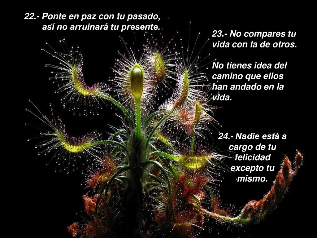 24.- Nadie está a cargo de tu felicidad excepto tu mismo.