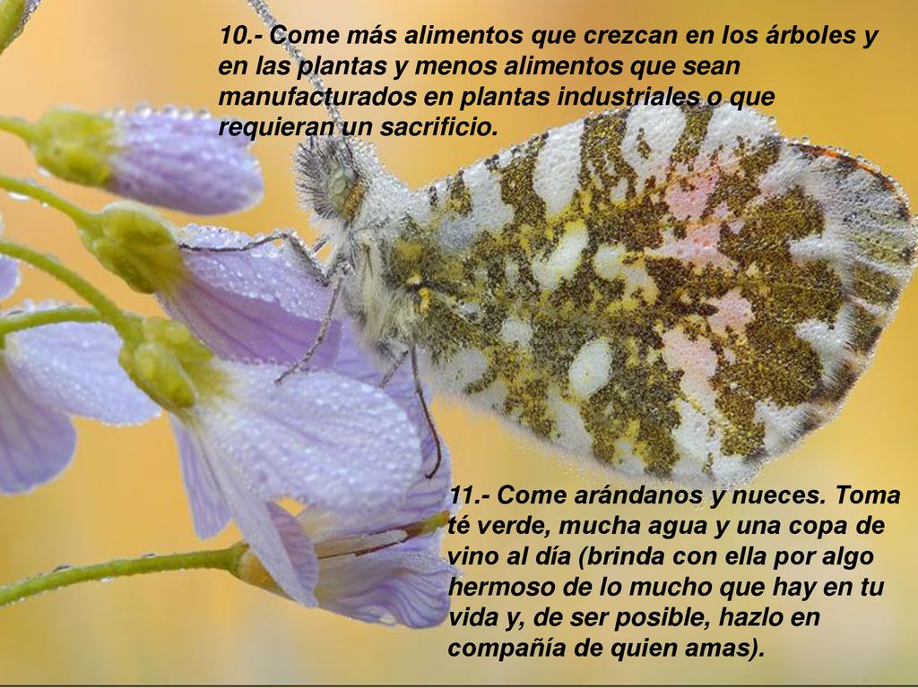 10.- Come más alimentos que crezcan en los árboles y en las plantas y menos alimentos que sean manufacturados en plantas industriales o que requieran un sacrificio.