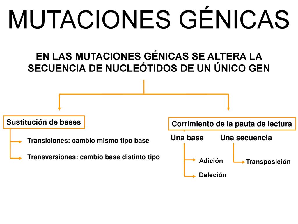 MUTACIONES GÉNICAS EN LAS MUTACIONES GÉNICAS SE ALTERA LA SECUENCIA DE NUCLEÓTIDOS DE UN ÚNICO GEN.