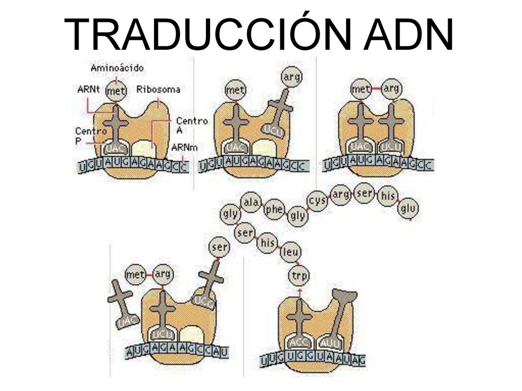 TRADUCCIÓN ADN