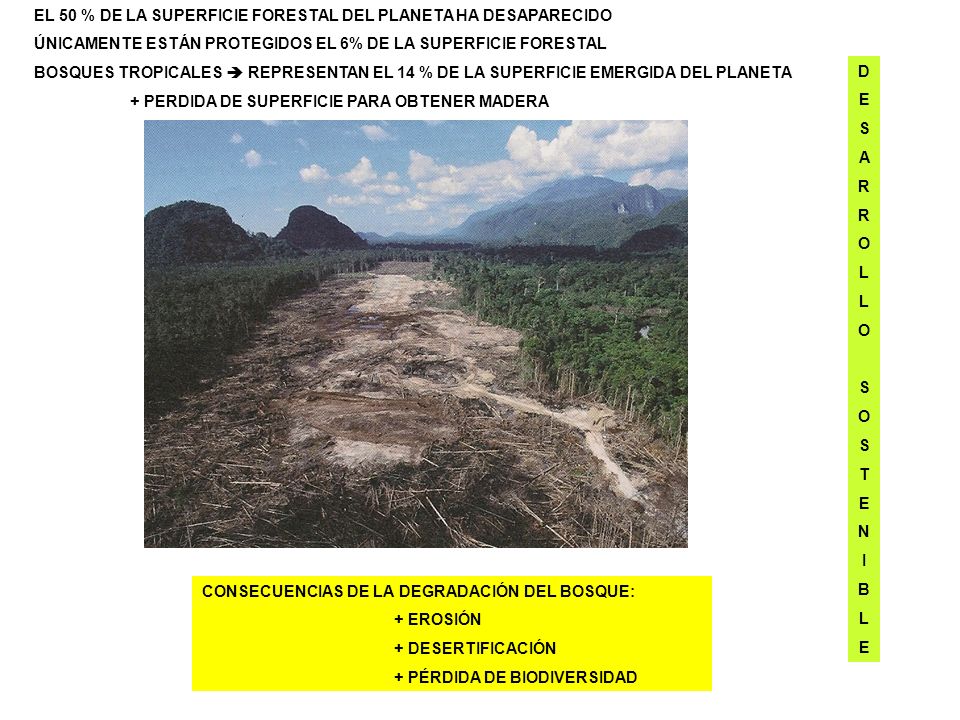 EL 50 % DE LA SUPERFICIE FORESTAL DEL PLANETA HA DESAPARECIDO