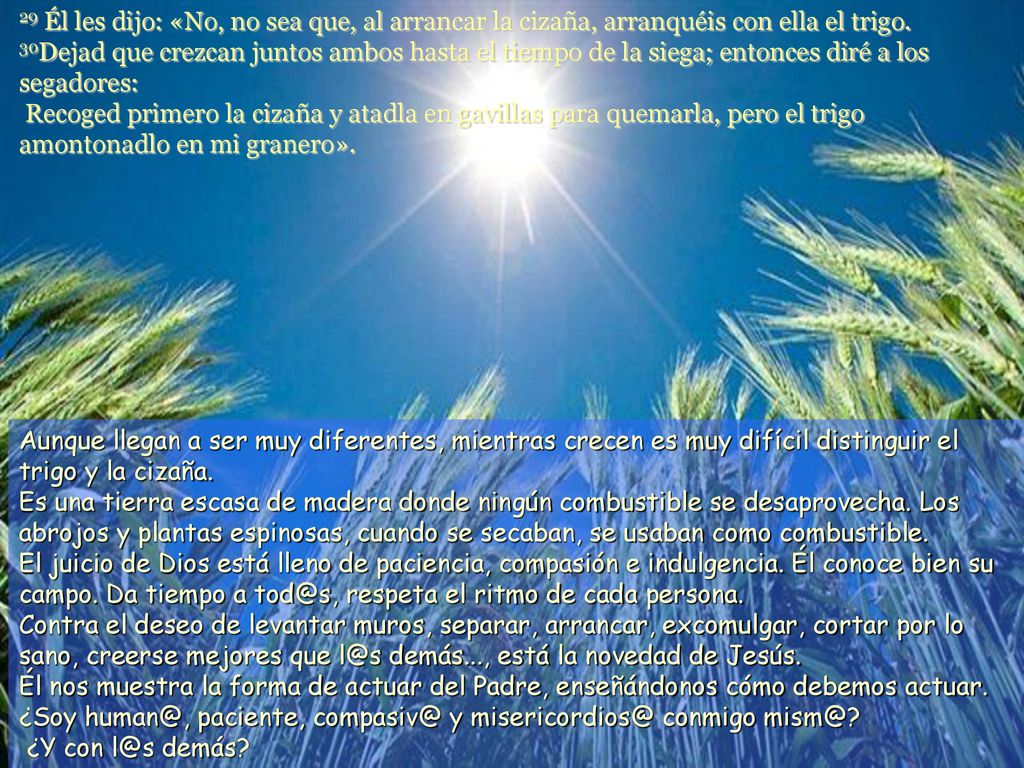 29 Él les dijo: «No, no sea que, al arrancar la cizaña, arranquéis con ella el trigo. 30Dejad que crezcan juntos ambos hasta el tiempo de la siega; entonces diré a los segadores: Recoged primero la cizaña y atadla en gavillas para quemarla, pero el trigo amontonadlo en mi granero».