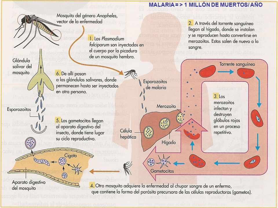 MALARIA = > 1 MILLÓN DE MUERTOS/ AÑO