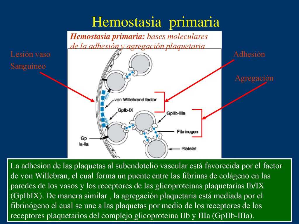 Hemostasia primaria Hemostasia primaria: bases moleculares de la adhesión y agregación plaquetaria.