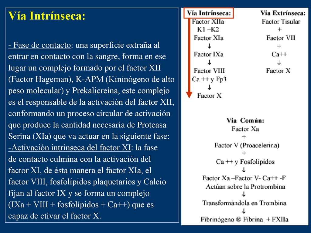 Vía Intrínseca: - Fase de contacto: una superficie extraña al