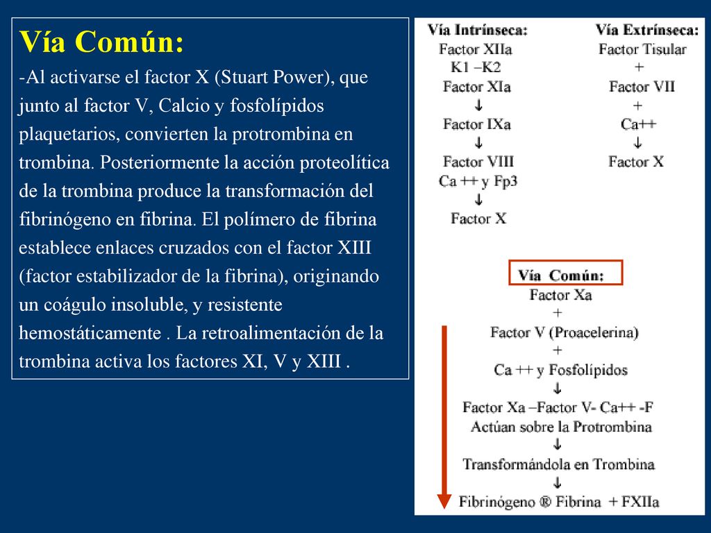Vía Común: -Al activarse el factor X (Stuart Power), que