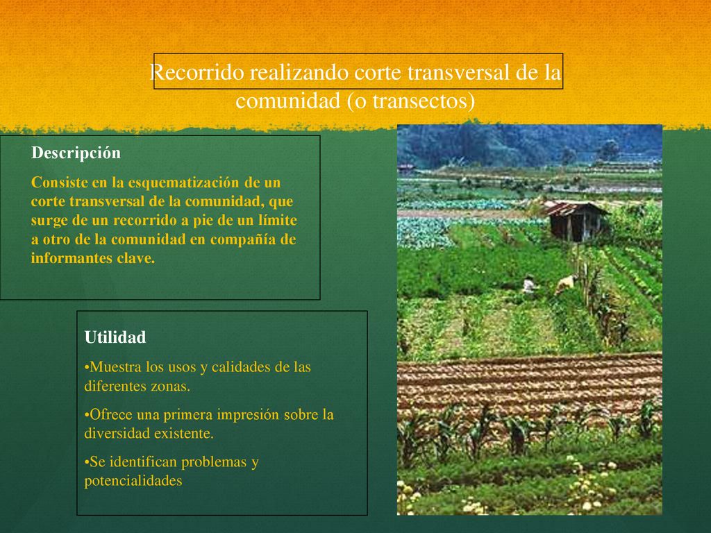 Recorrido realizando corte transversal de la comunidad (o transectos)