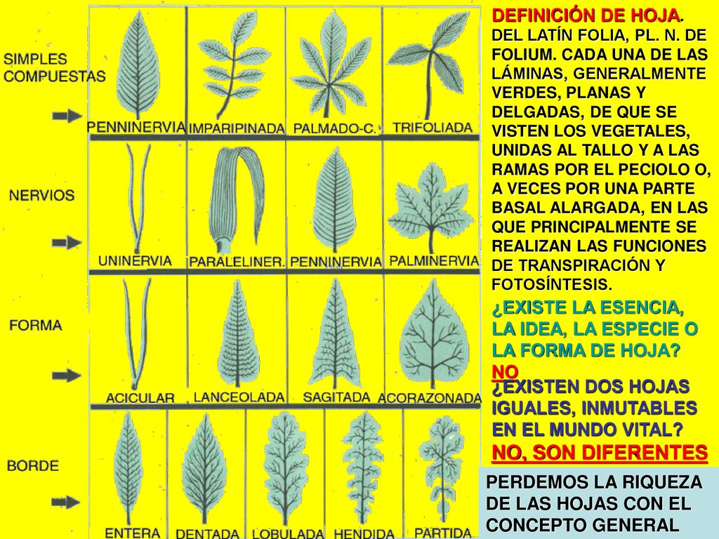 DEFINICIÓN DE HOJA. DEL LATÍN FOLIA, PL. N. DE FOLIUM