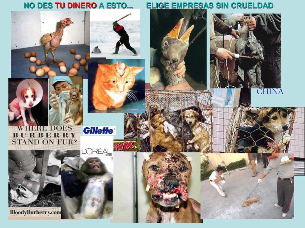 NO DES TU DINERO A ESTO... ELIGE EMPRESAS SIN CRUELDAD CHINA