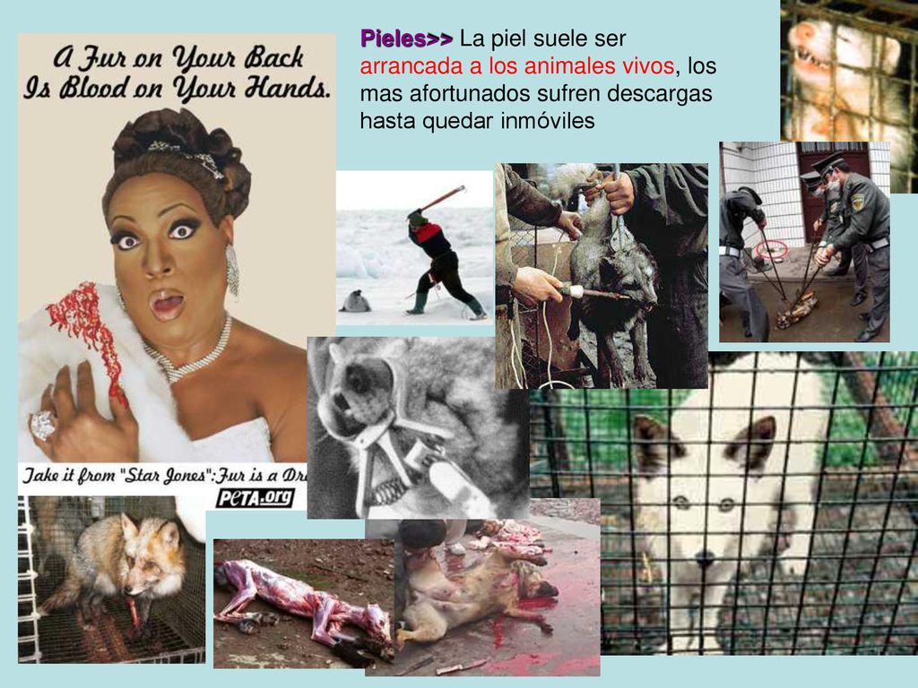 Pieles>> La piel suele ser arrancada a los animales vivos, los mas afortunados sufren descargas hasta quedar inmóviles