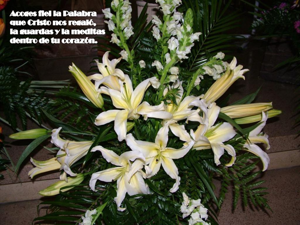 Acoges fiel la Palabra que Cristo nos regaló, la guardas y la meditas dentro de tu corazón.