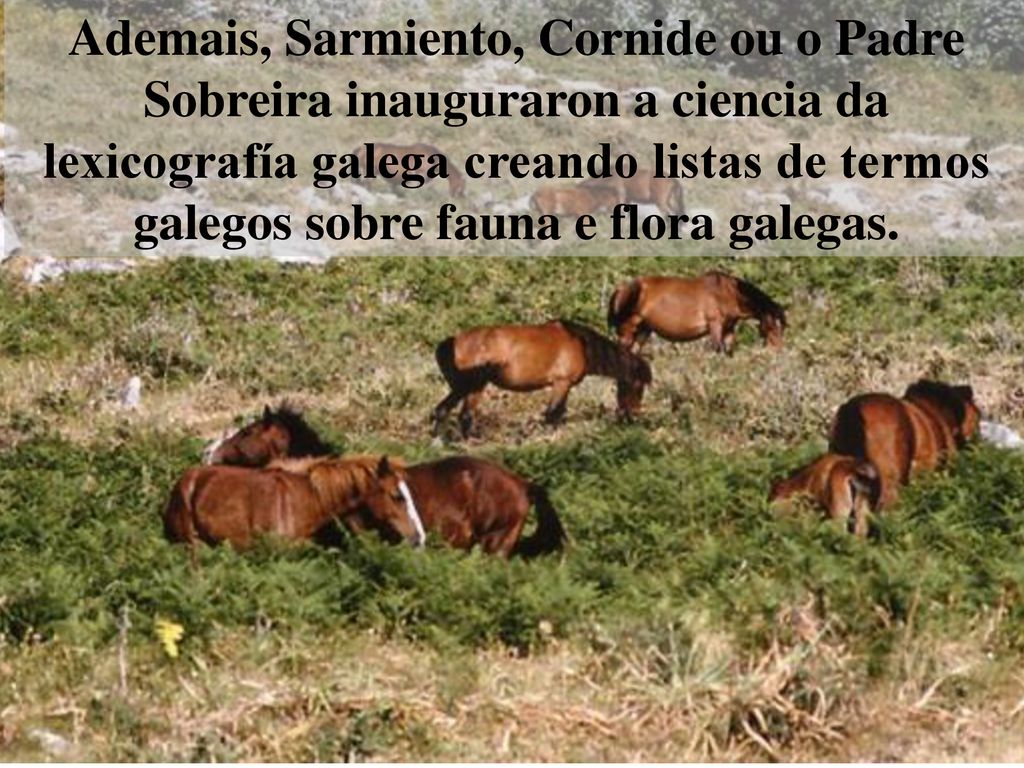 Ademais, Sarmiento, Cornide ou o Padre Sobreira inauguraron a ciencia da lexicografía galega creando listas de termos galegos sobre fauna e flora galegas.