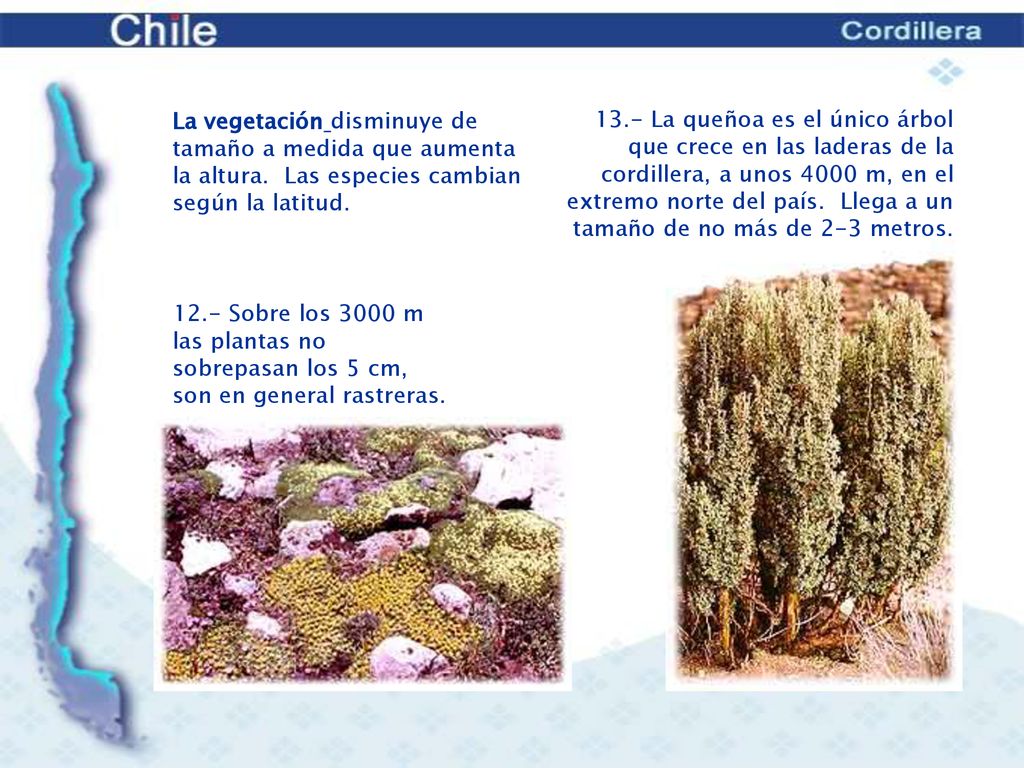 La vegetación disminuye de tamaño a medida que aumenta la altura. Las especies cambian según la latitud.