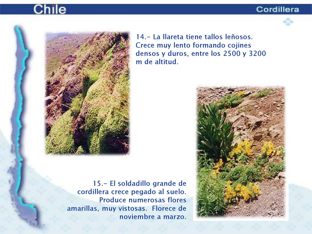 14.- La llareta tiene tallos leñosos. Crece muy lento formando cojines densos y duros, entre los 2500 y 3200 m de altitud.