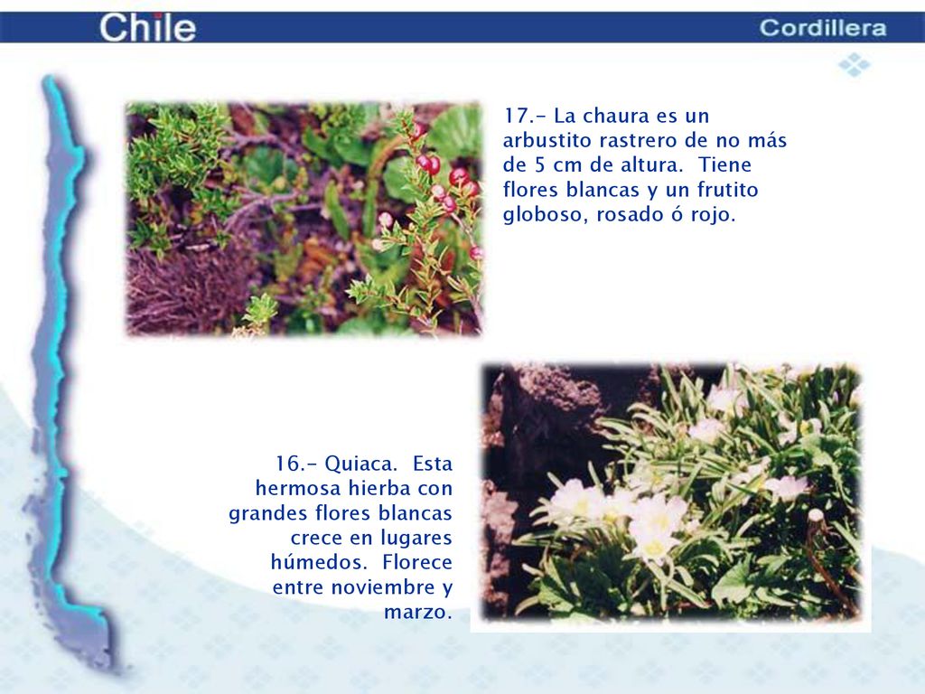 17. - La chaura es un arbustito rastrero de no más de 5 cm de altura