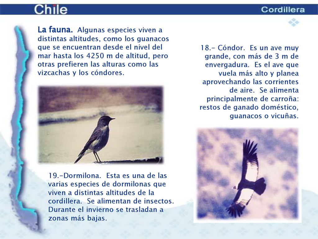 La fauna. Algunas especies viven a distintas altitudes, como los guanacos que se encuentran desde el nivel del mar hasta los 4250 m de altitud, pero otras prefieren las alturas como las vizcachas y los cóndores.