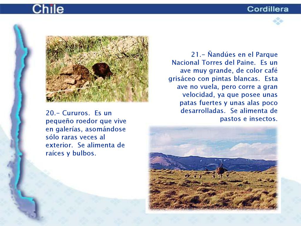 21. - Ñandúes en el Parque Nacional Torres del Paine