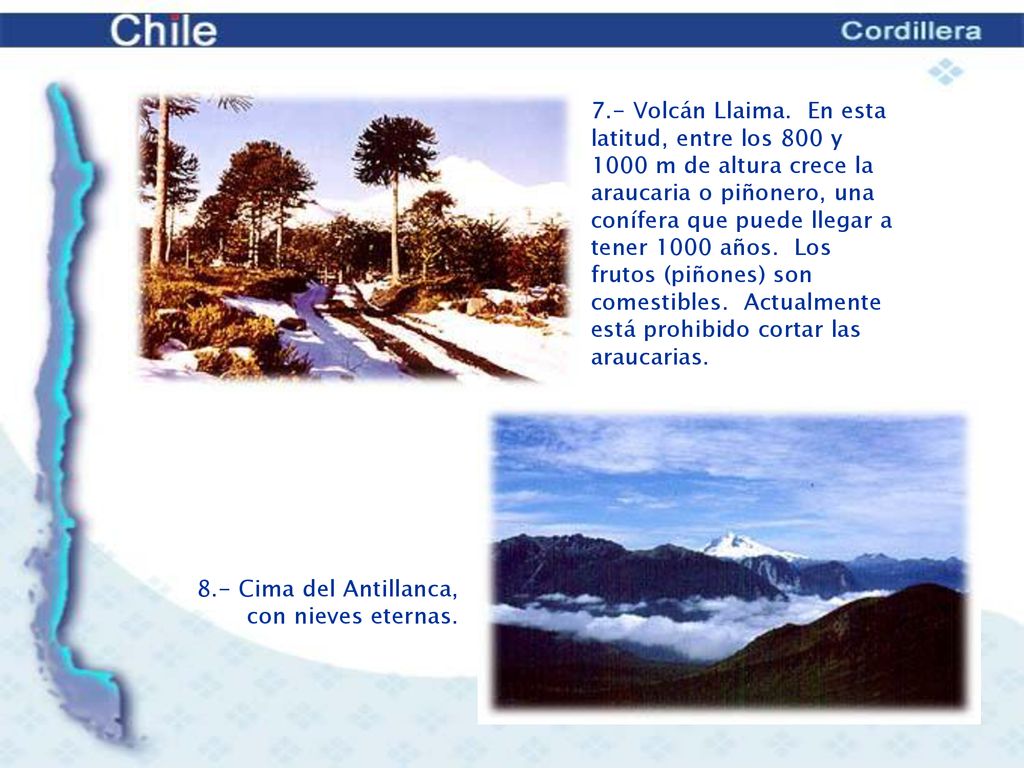 7.- Volcán Llaima. En esta latitud, entre los 800 y 1000 m de altura crece la araucaria o piñonero, una conífera que puede llegar a tener 1000 años. Los frutos (piñones) son comestibles. Actualmente está prohibido cortar las araucarias.