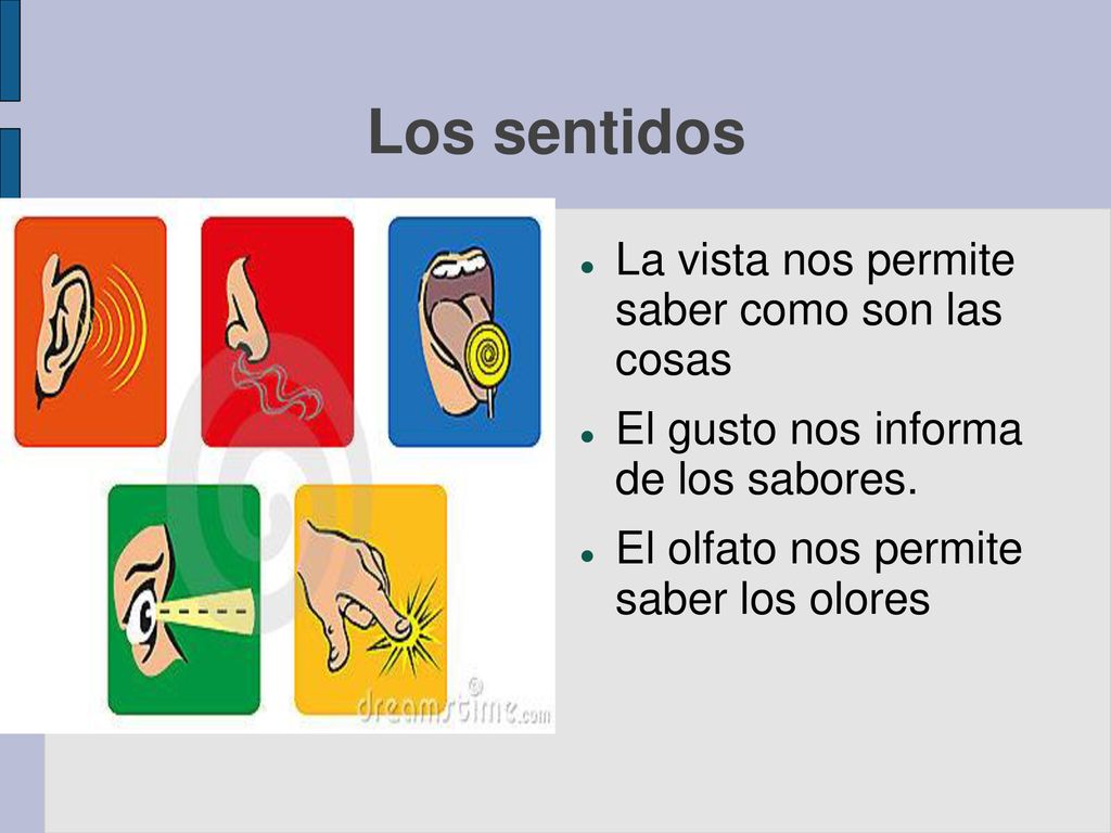 Los sentidos La vista nos permite saber como son las cosas