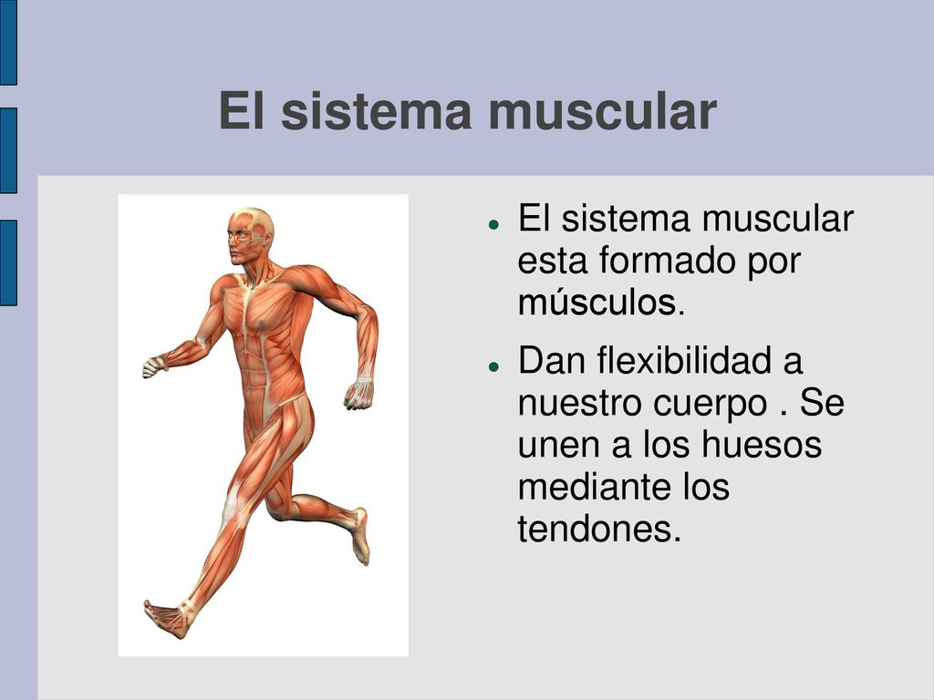 El sistema muscular El sistema muscular esta formado por músculos.