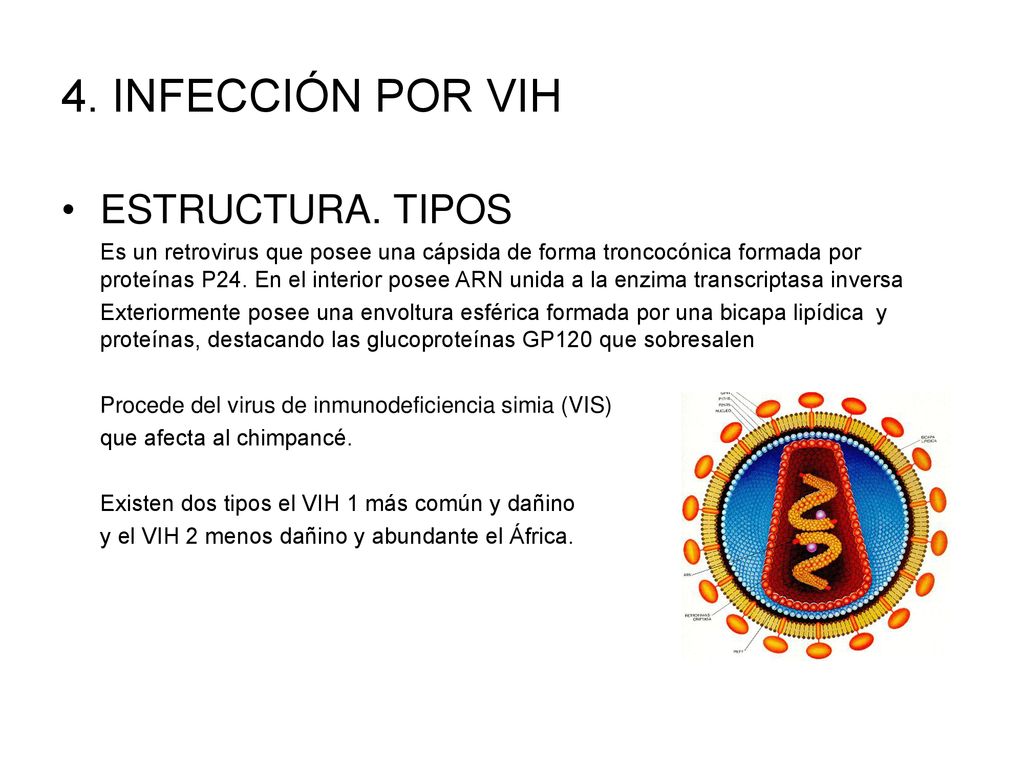 4. INFECCIÓN POR VIH ESTRUCTURA. TIPOS