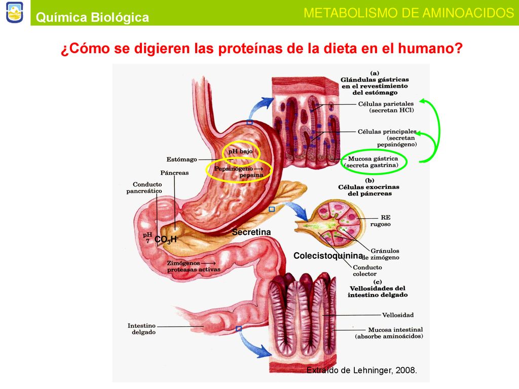 ¿Cómo se digieren las proteínas de la dieta en el humano