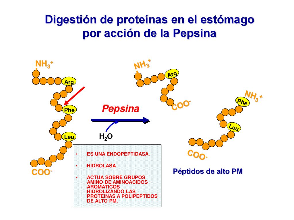 Digestión de proteínas en el estómago por acción de la Pepsina