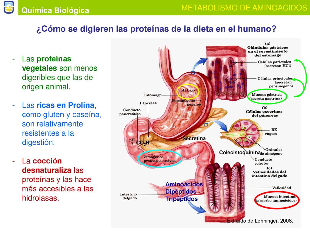 ¿Cómo se digieren las proteínas de la dieta en el humano