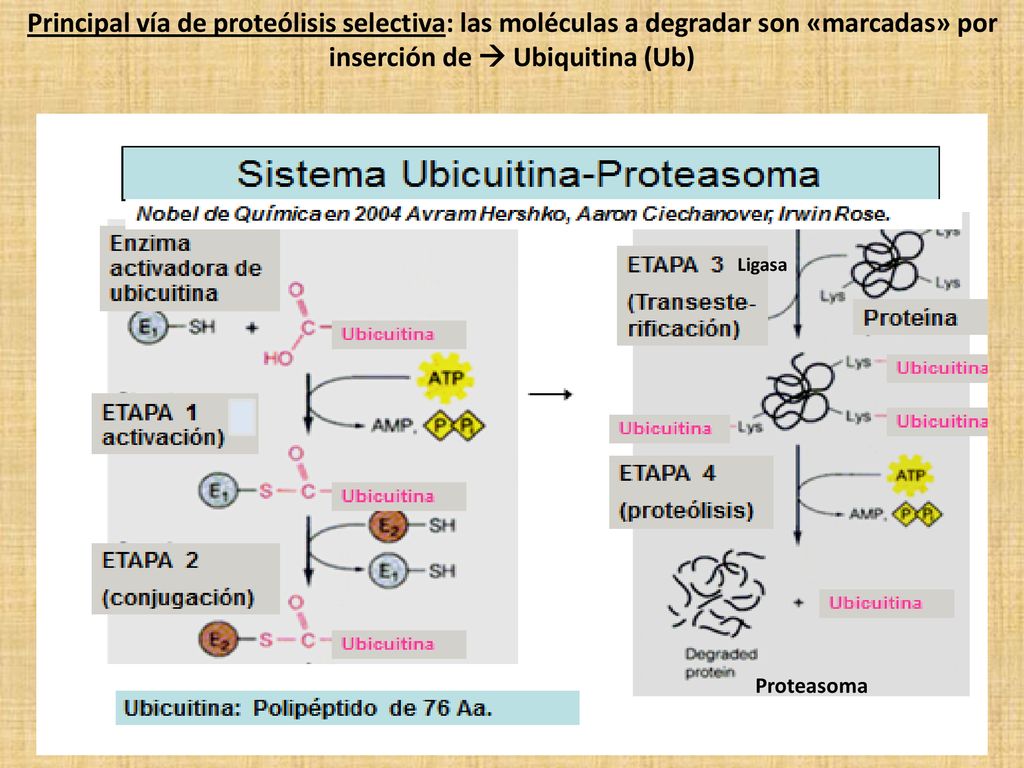 Principal vía de proteólisis selectiva: las moléculas a degradar son «marcadas» por inserción de  Ubiquitina (Ub)