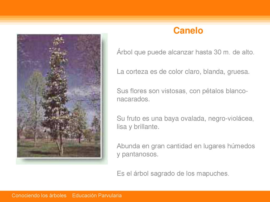 Canelo Árbol que puede alcanzar hasta 30 m. de alto.