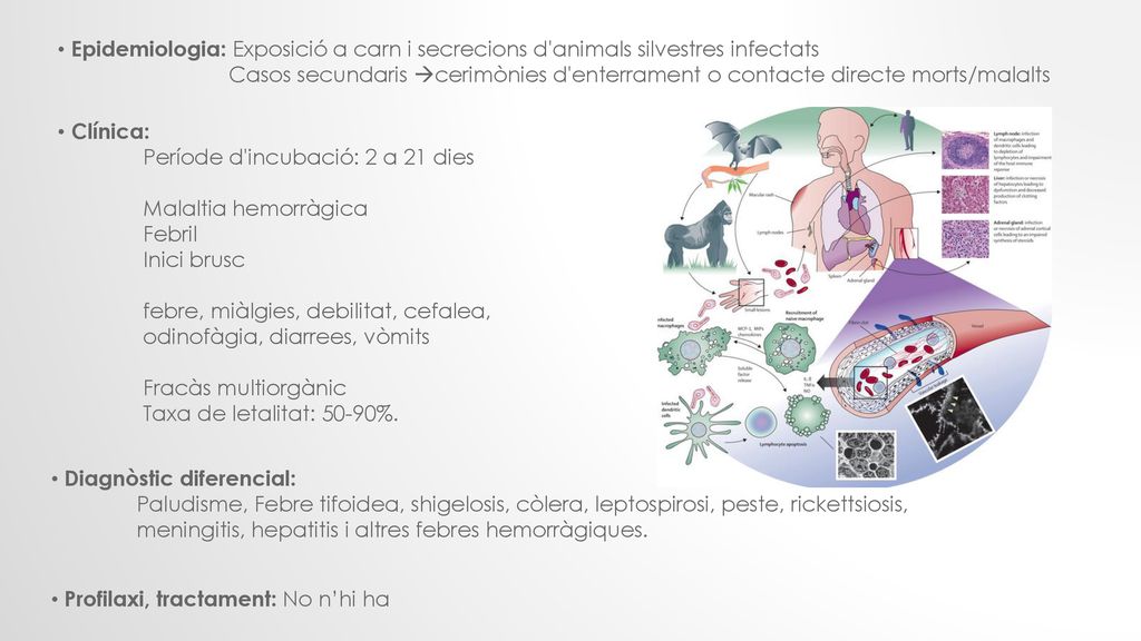 Epidemiologia: Exposició a carn i secrecions d animals silvestres infectats