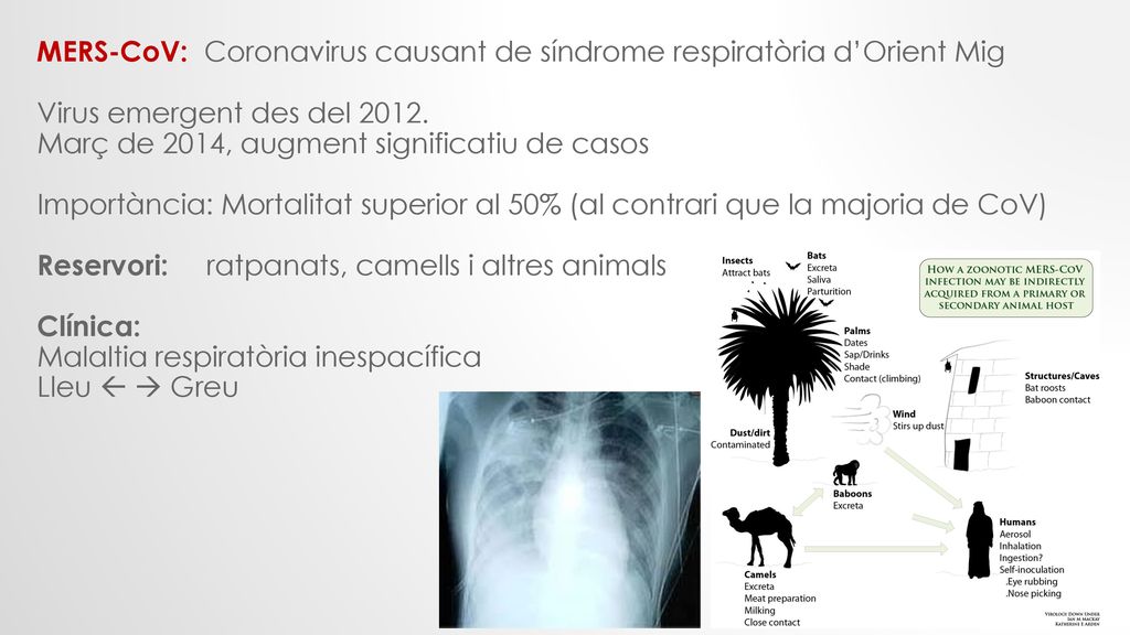 MERS-CoV: Coronavirus causant de síndrome respiratòria d’Orient Mig